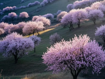 數(shù)九待春歸，亞歐果仁香